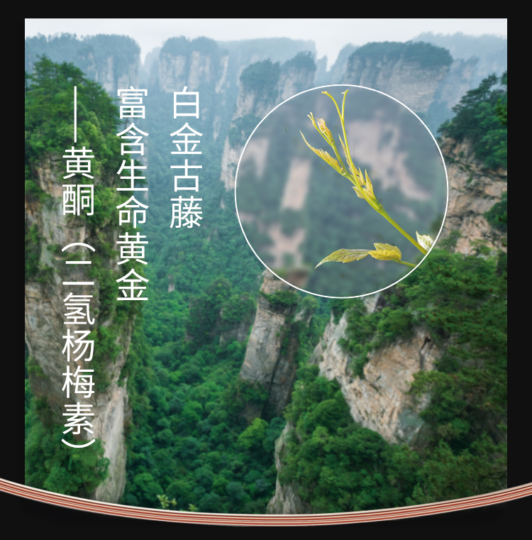 详情-白金古藤_05.jpg
