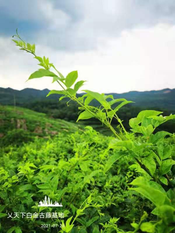 显齿蛇葡萄为主药中西医结合防治新型冠状病毒肺炎临床观察